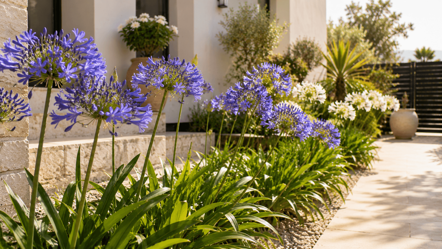 Agapantos de flores azules en un jardín soleado, una opción resistente para exteriores expuestos al calor.