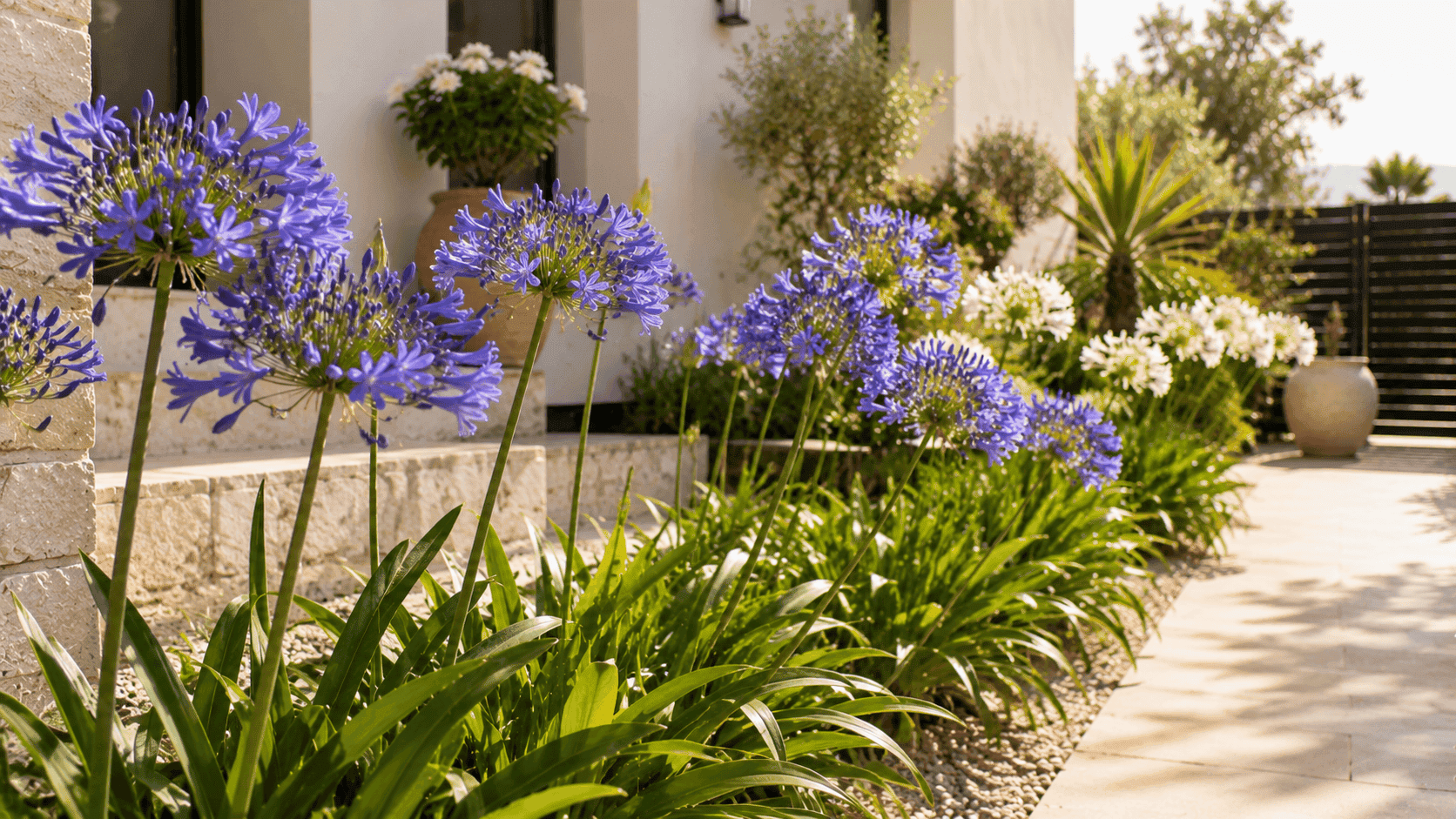 Agapantos de flores azules en un jardín soleado, una opción resistente para exteriores expuestos al calor.