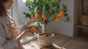 Los 9 árboles frutales que sí crecen en maceta y dan fruta