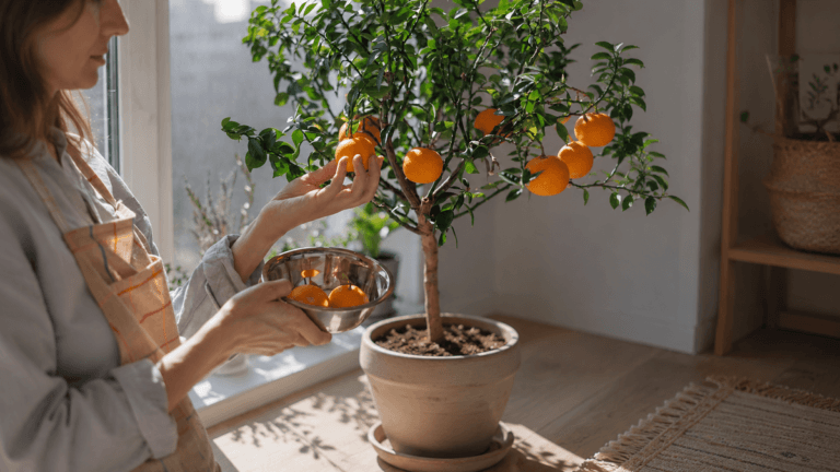 Los 9 árboles frutales que sí crecen en maceta y dan fruta