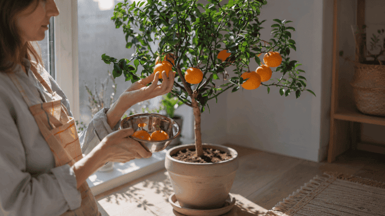 Los 9 árboles frutales que sí crecen en maceta y dan fruta