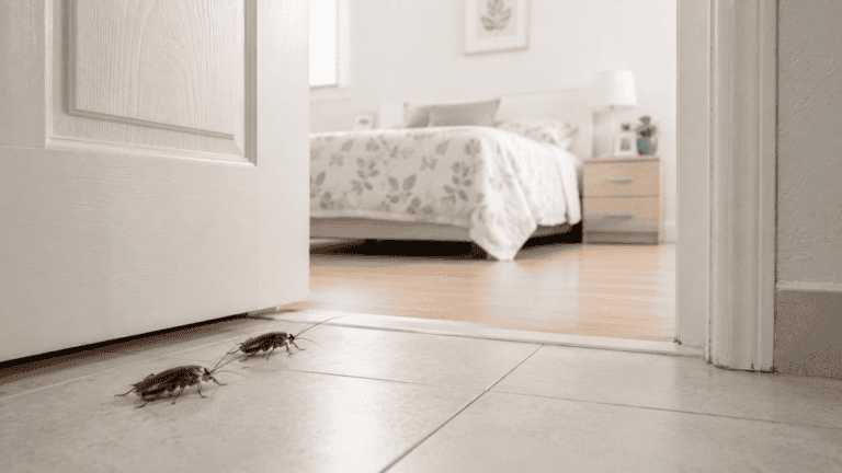 8 errores que atraen cucarachas a tu casa y qué hacer para evitarlas