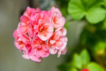 Geranios en jardinera estrecha: cómo mantener la floración sin encharcar ni agotar la planta