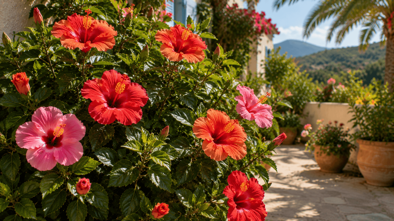Hibisco con flores rojas y rosadas creciendo bajo pleno sol en un jardín de clima cálido.