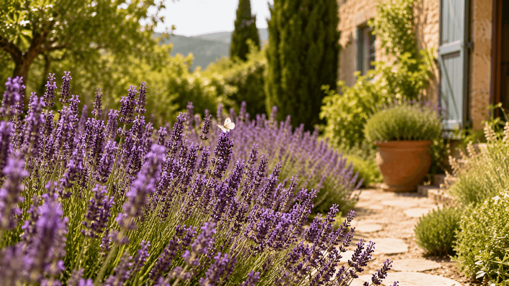 Macizos de lavanda en flor junto a un sendero de jardín, atrayendo polinizadores y aportando aroma durante el verano.