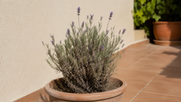 Lavanda leñosa y con poco aroma: el error que la arruina y cómo solucionarlo