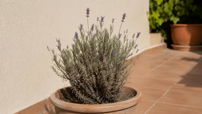 Lavanda leñosa y con poco aroma: el error que la arruina y cómo solucionarlo