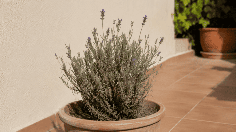 Lavanda leñosa y con poco aroma: el error que la arruina y cómo solucionarlo