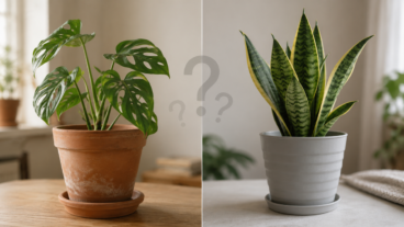 Barro vs. plástico ¿qué maceta es mejor si tu balcón se seca rápido en verano?