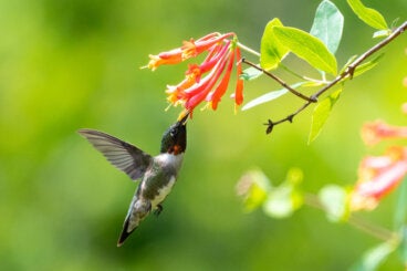 ¿Quieres colibríes en tu jardín? 7 flores que puedes plantar para atraerlos