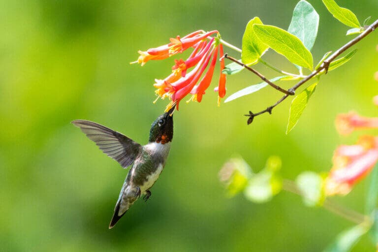 ¿Quieres colibríes en tu jardín? 7 flores que puedes plantar para atraerlos