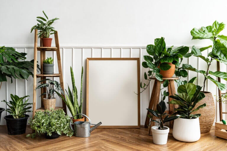 Plantas indestructibles: 9 opciones ideales si tienes mala mano con la jardinería