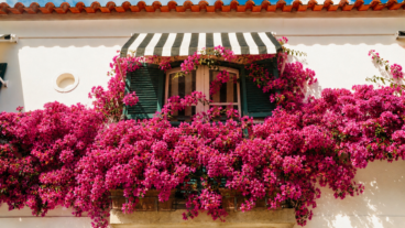 Plantas trepadoras con flores: 7 opciones para dar color a tu balcón o terraza