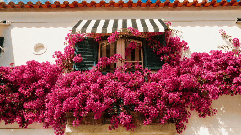 Plantas trepadoras con flores: 7 opciones para dar color a tu balcón o terraza