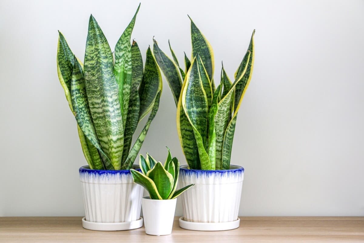 Sansevieria