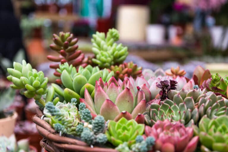 Suculentas rastreras y colgantes para decorar repisas luminosas