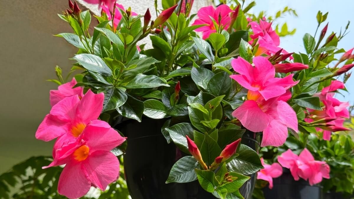 Dipladenia o mandevilla