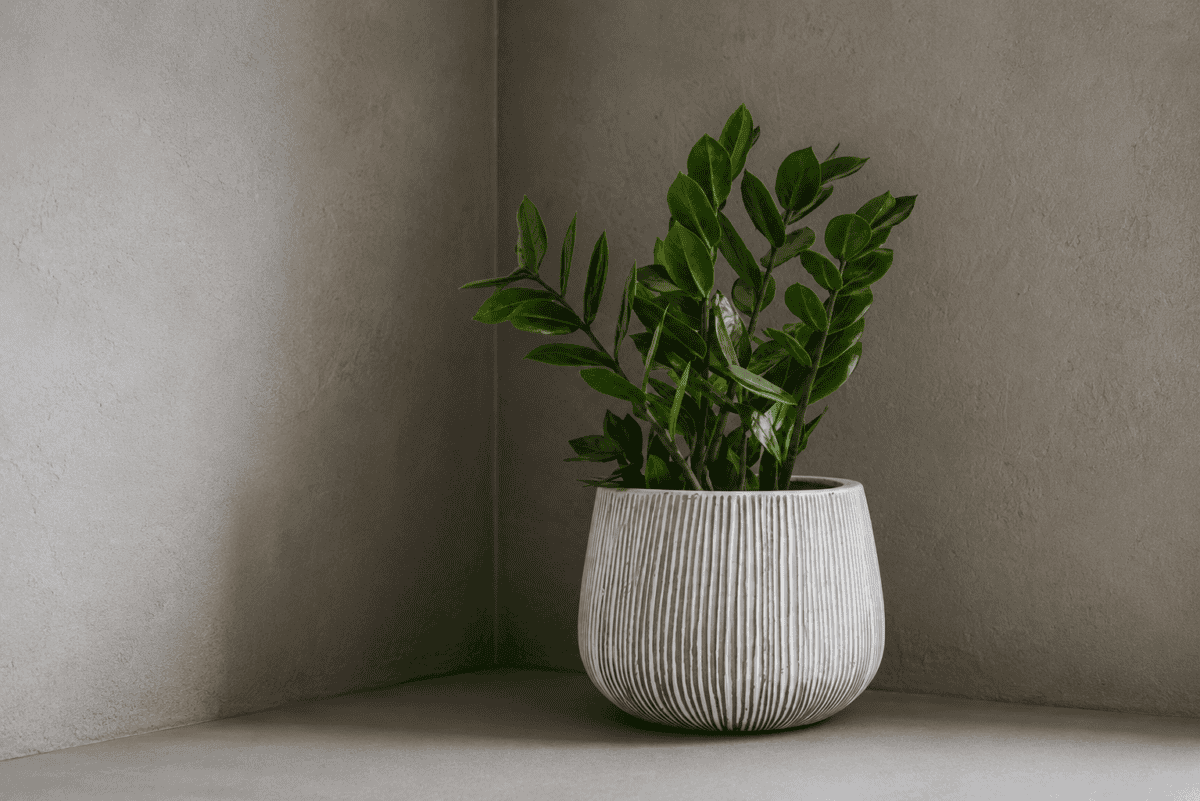 Planta zamioculca