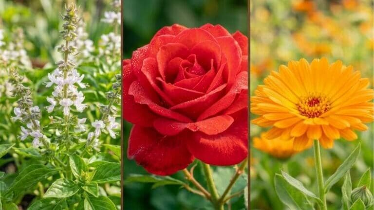 Flores comestibles en casa: 7 opciones y qué preparar con cada una