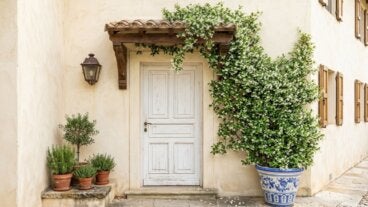 Jazmín de leche en una entrada soleada: cómo guiarlo para que perfume sin enredarse