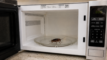 Cucarachas en el microondas: por qué aparecen y cómo evitarlas
