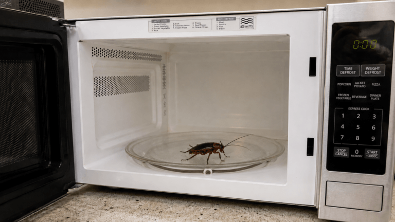 Cucarachas en el microondas: por qué aparecen y cómo evitarlas