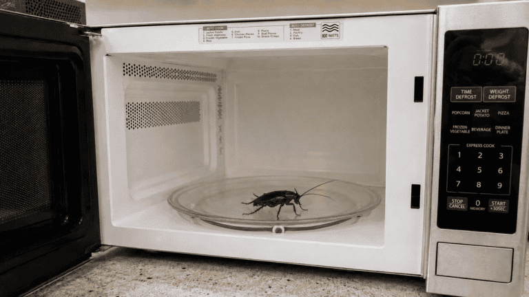 Cucarachas en el microondas: por qué aparecen y cómo evitarlas