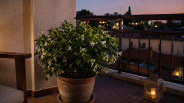 Dama de noche en terraza ¿Cómo podarla para que perfume sin ocupar demasiado espacio?