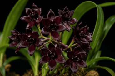 ¿Existen las orquídeas negras? La verdad sobre esta flor y cómo cuidarla en casa