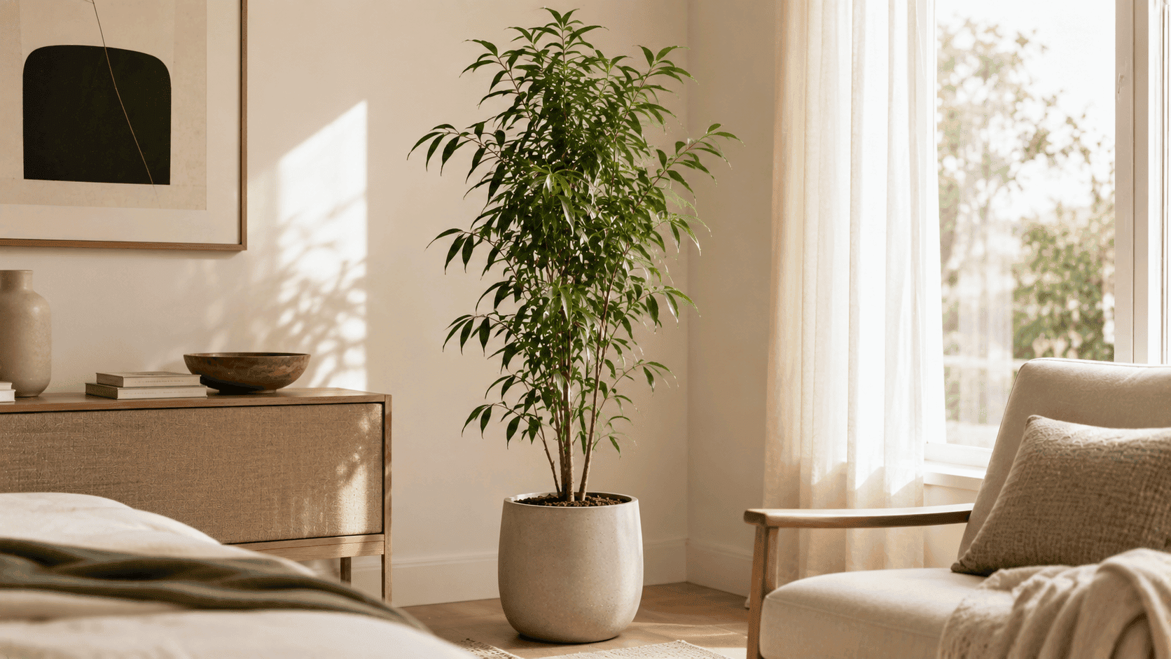 Ficus binnendijkii 'Alii' de hojas largas y estrechas en una maceta, decorando un rincón luminoso del hogar.