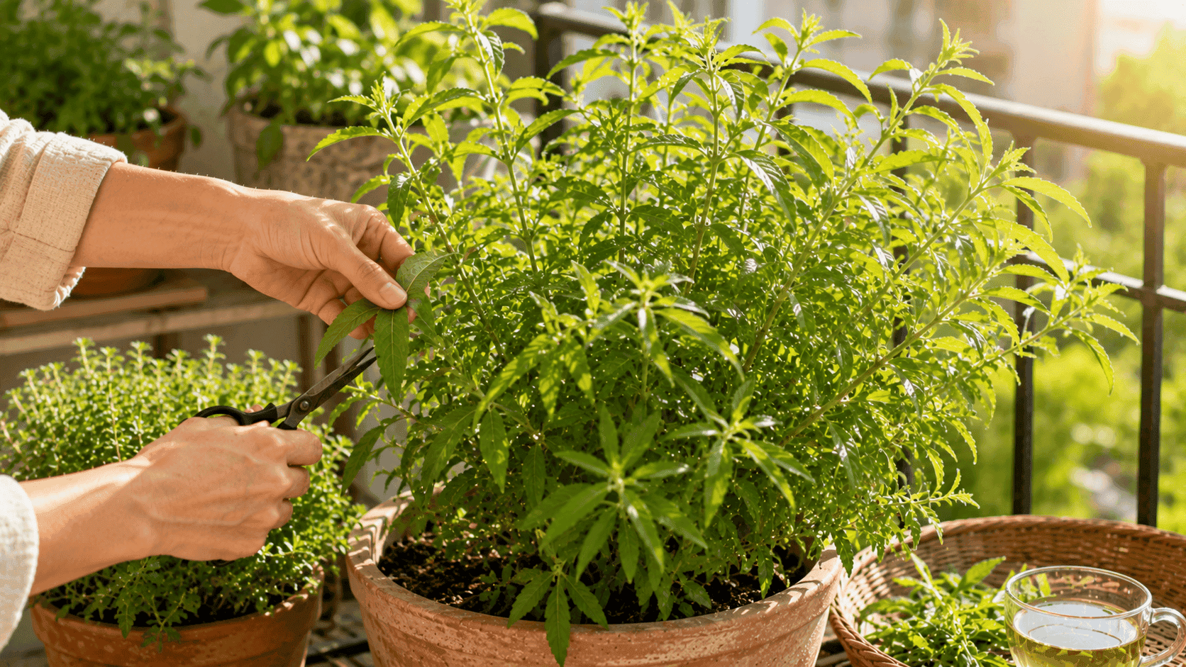Hierba luisa o cedrón en maceta mientras una persona poda algunas hojas para potenciar su aroma cítrico natural.