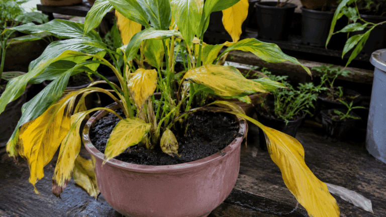 ¿Hojas amarillas? Así puedes usar vinagre para recuperar tus plantas