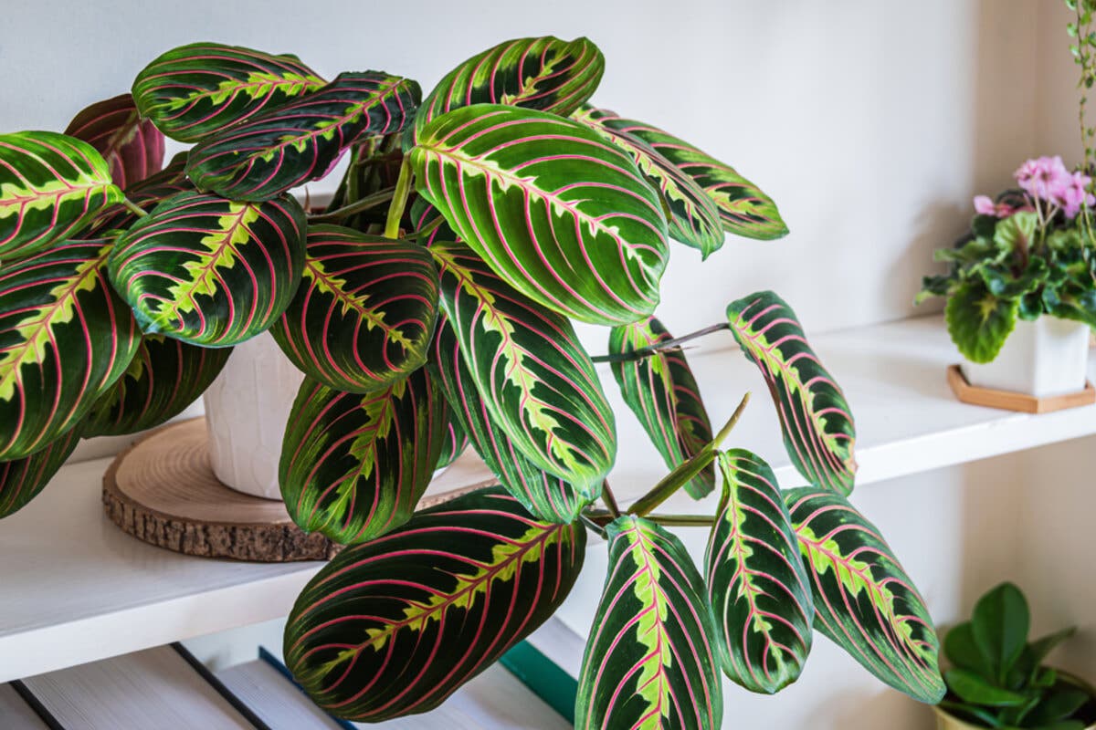 Maranta leuconeura