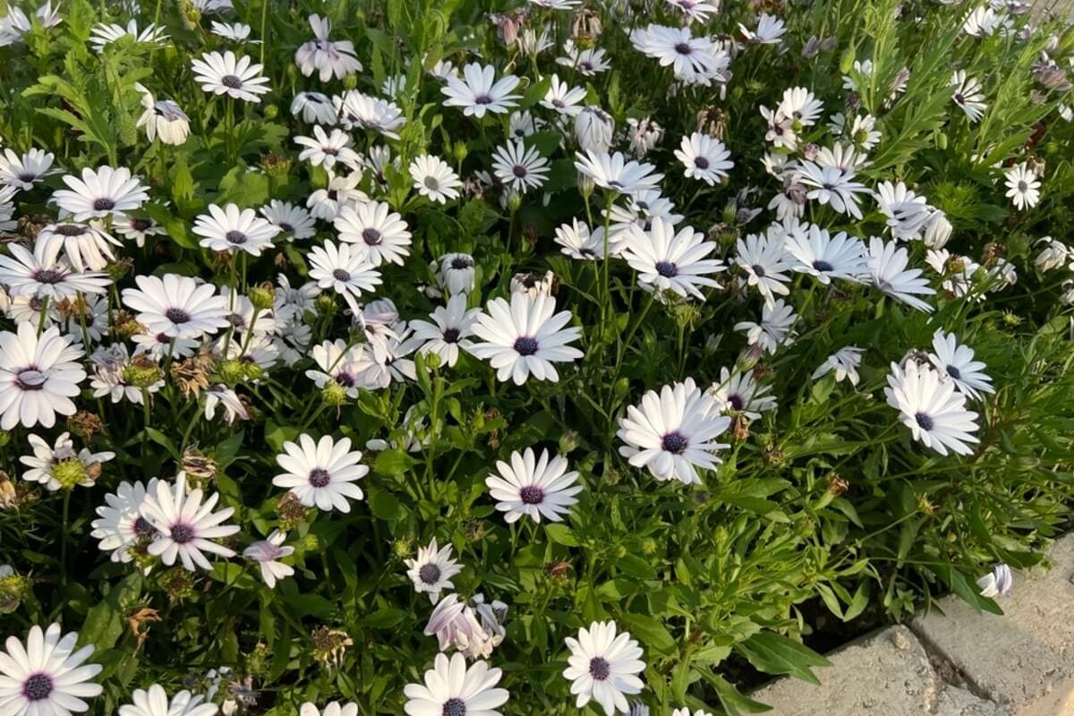 Margarita africana