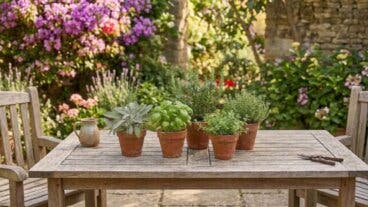 5 plantas aromáticas resistentes para una mesa exterior de verano