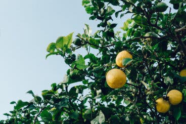 Estas 9 plantas dan frutos casi todo el año si las cuidas bien