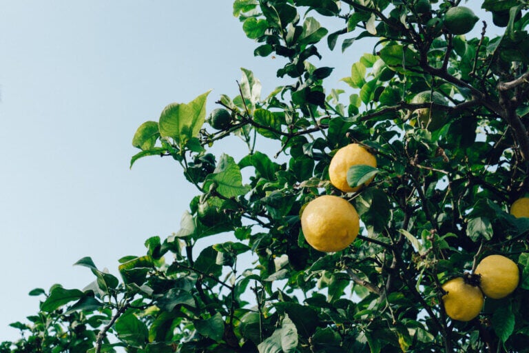 Estas 9 plantas dan frutos casi todo el año si las cuidas bien