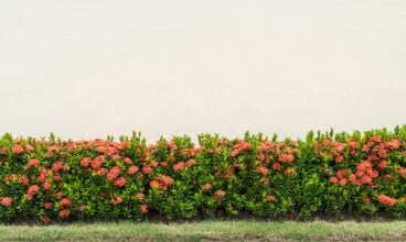 6 formas en las que un seto puede proteger y dar vida a tu jardín