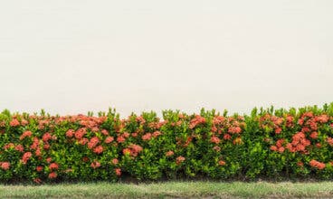 6 formas en las que un seto puede proteger y dar vida a tu jardín