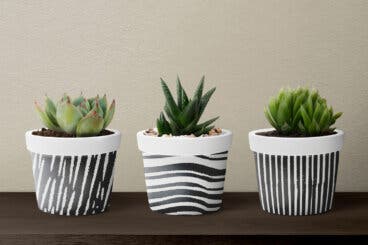 Suculentas en macetas decorativas: el error de drenaje que acorta su vida