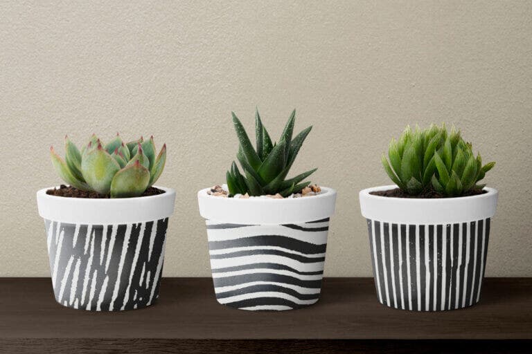 Suculentas en macetas decorativas: el error de drenaje que acorta su vida
