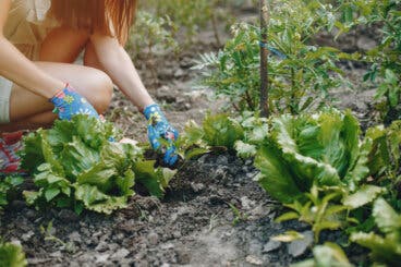 6 verduras perennes para el huerto: cómo plantarlas y cosecharlas durante años