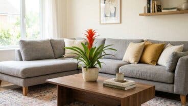 Guzmania en verano: cómo cuidar el agua de su roseta para que se mantenga bonita