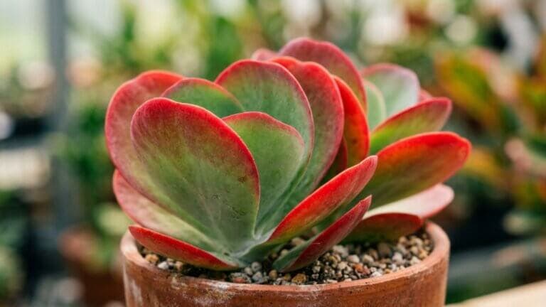 Kalanchoe luciae