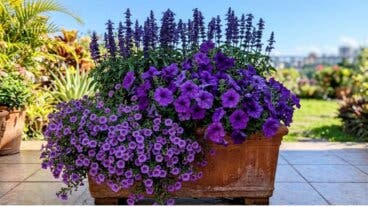 5 plantas con flores moradas para llenar de color tus jardineras