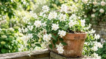 ¿Qué indica que tu jazmín florezca en agosto y cómo cuidar los nuevos brotes?