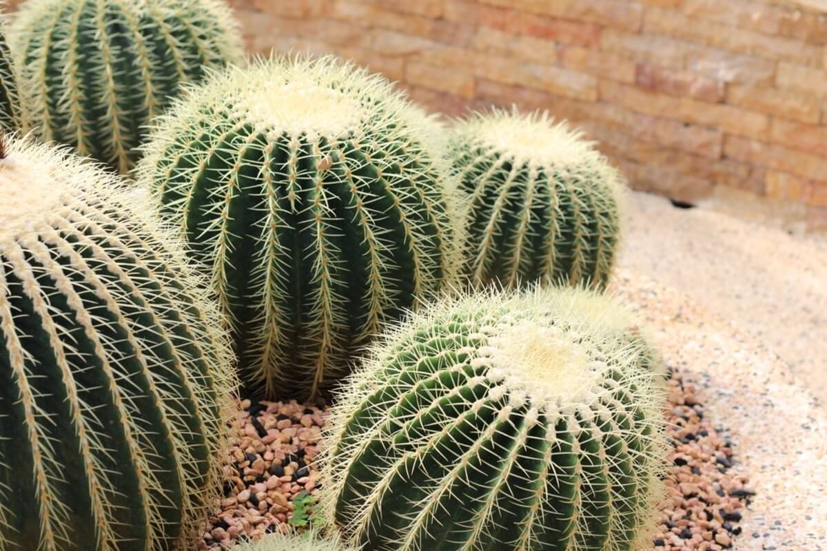 Cactus Echinocactus grusonii