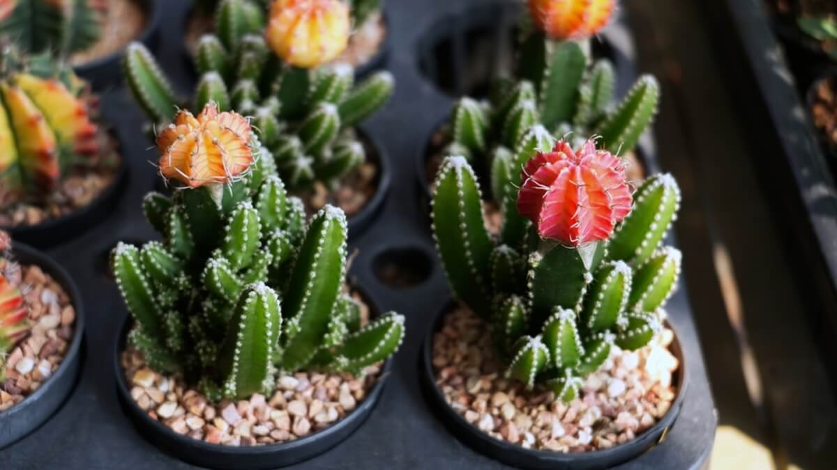 Cactus Gymnocalycium