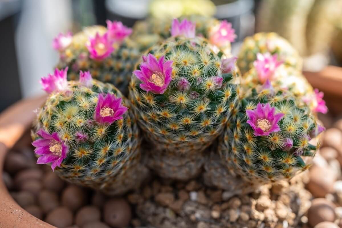 Cactus Mammillaria