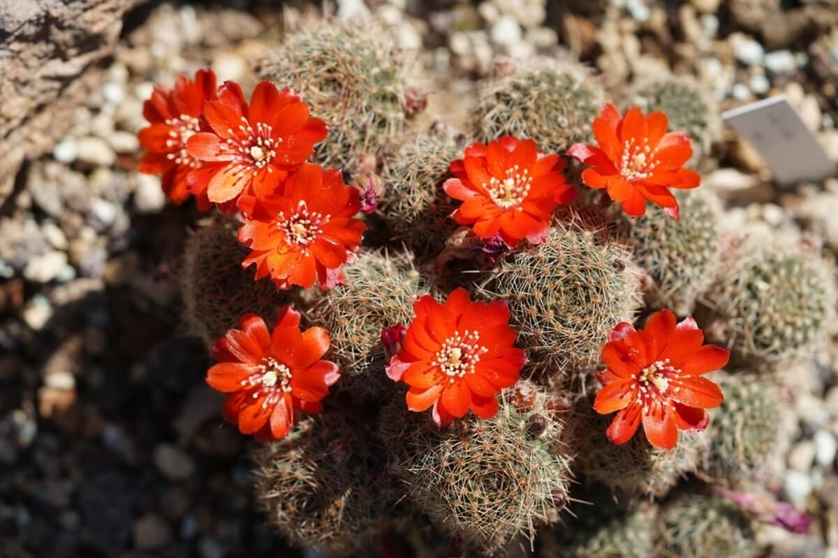 Cactus Rebutia